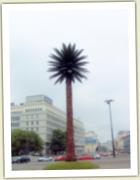 (24/24): The Palm Tree