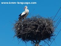 Storks, Poland