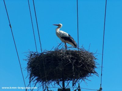 White Stork