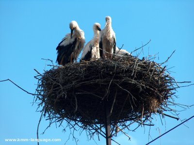 White Storks