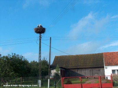 White Storks nest
