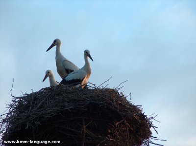 White Storks Poland