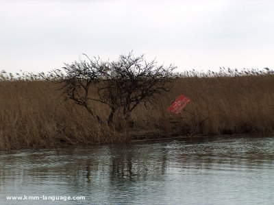 Wolin reed beds