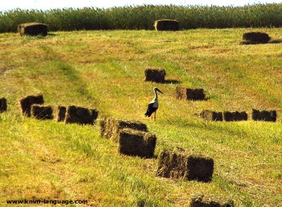 stork in field Poland