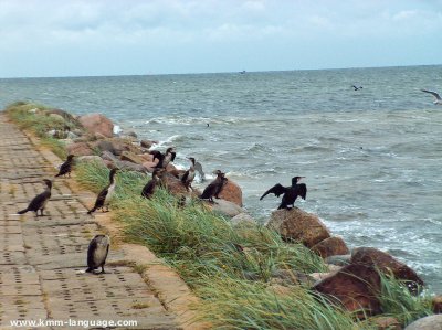 cormorants Phalacrocorax