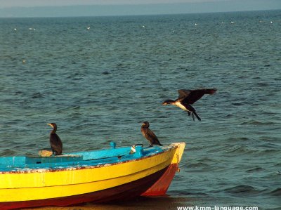 cormorants Hel