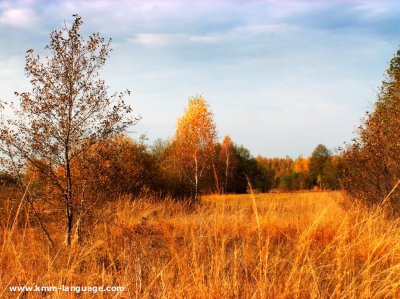 Sedge fen Poland