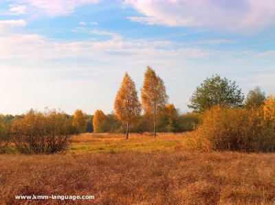 Sedge community Poland