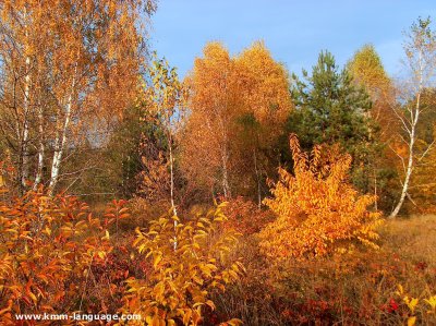 Brich trees in automn - Poland