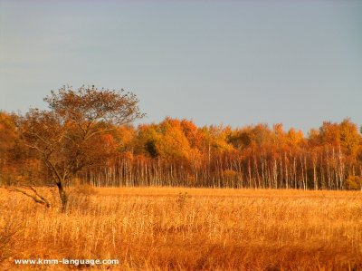 sedge birch trees Polesie