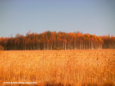 sedge birch trees Poland