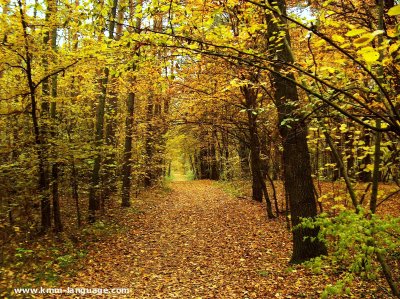 Polesie automn