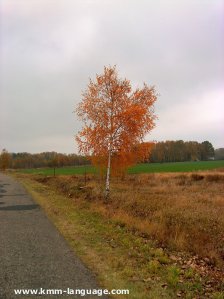 birch tree Poland